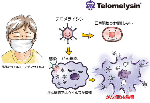 風邪のウイルスががんを破壊する ウイルス療法にかける想い Oncolys Biopharma Inc オンコリス バイオ ファーマ 株式会社